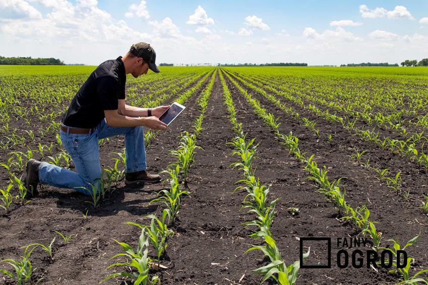 Mężczyzna i uprawa kukurydzy na ziarno i nie tylko, a także nawożenie kukurydzy i porady, jak nawóz pod kukurydzę