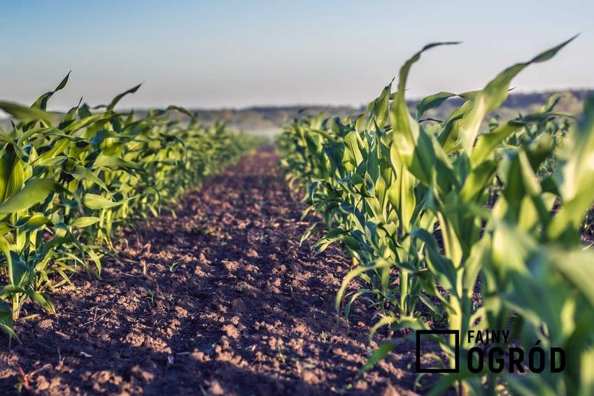 Pole kukurydzy oraz nawożenie kukurydzy i uprawa kukurydzy na ziarno, a także nawożenie mineralne i przedsiewne