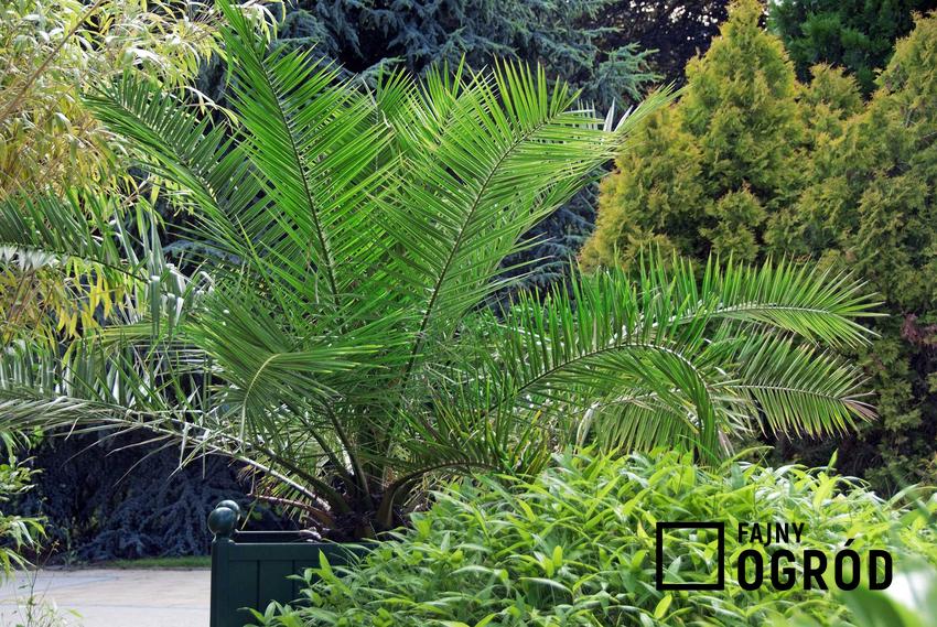 Daktylowiec kanaryjski czy też tak zwana palma królewska lub palma feniks, a także uprawa i pielęgnacja daktylowca