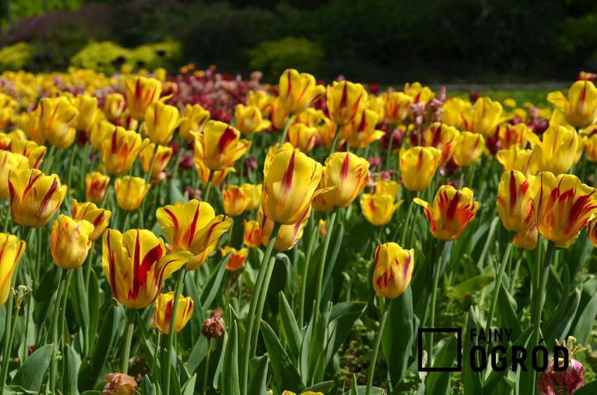 Tulipany w czasie kwitnienia oraz cebulki tulipanów i cebule tulipanów, czyli sadzonki, cena i porady, gdzie kupić cebulki tulipanów