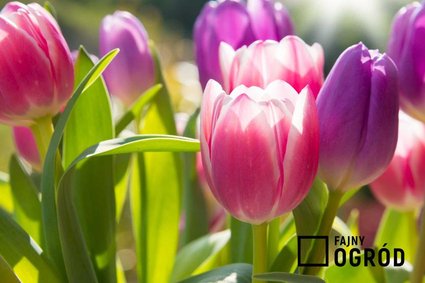 Tulipan jerozolimski i odmiany tuliapanów, a także cebulki tulipanów i cena za nasiona tulipanów, siew oraz zastosowanie