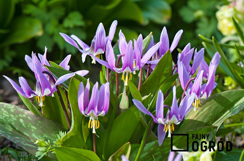 Kwiat psiząb liliowy podczas kwitnienia w ogrodzie, a także jego uprawa, sadzenie i pielęgnacja
