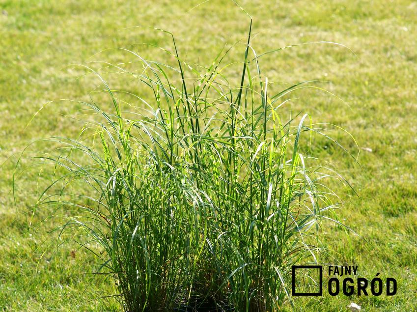 Miskant chiński w ogrodzie oraz inne trawy ozdobne i sadzonki traw ozdobnych