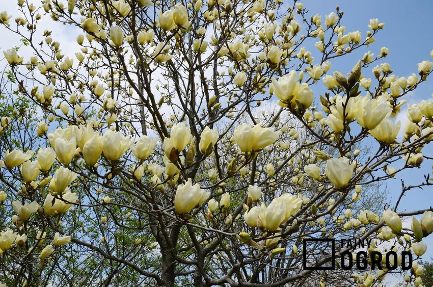Magnolia żółta w czasie kwitnienia, czyli magnolia o żółtych kwiatach i jej uprawa
