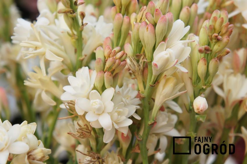 Tuberoza i zbliżenie na kwitnący kwiat tuberozy oraz jej uprawa i pielęgnacja