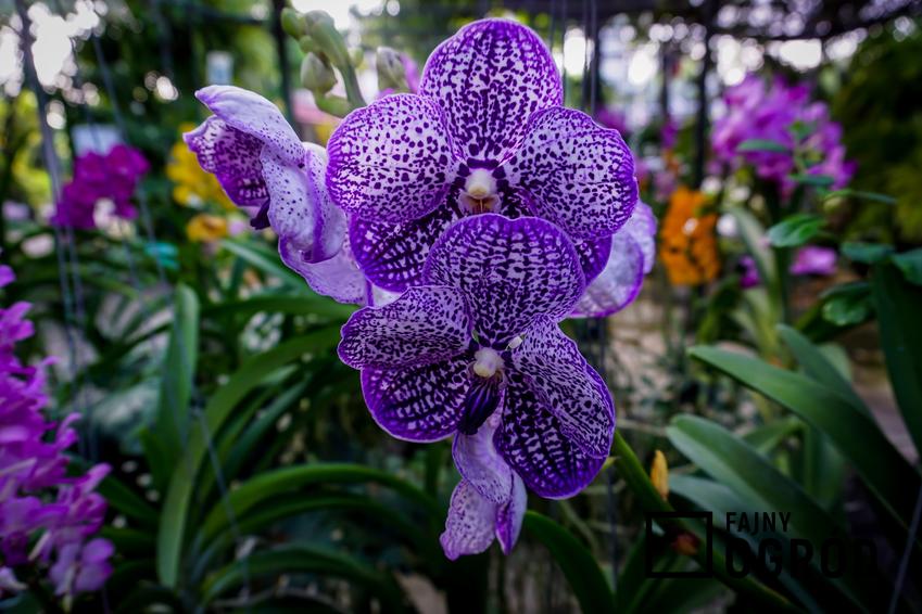 Storczyk vanda w czasie kwitnienia, czyli orchidea vanda, jej uprawa i pielęgnacja