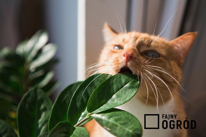 Kot liżący liść zamiokulkasa, czyli rośliny trujące dla kota i kwiaty trujące dla zwierząt