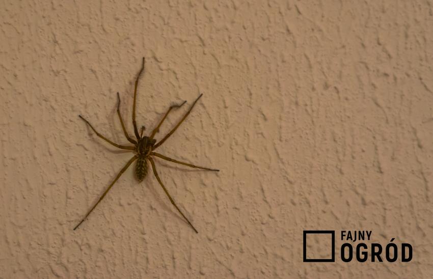 Pająk kątnik większy w domu na ścianie, a także jak wygląda ugryzienie pająka domowego