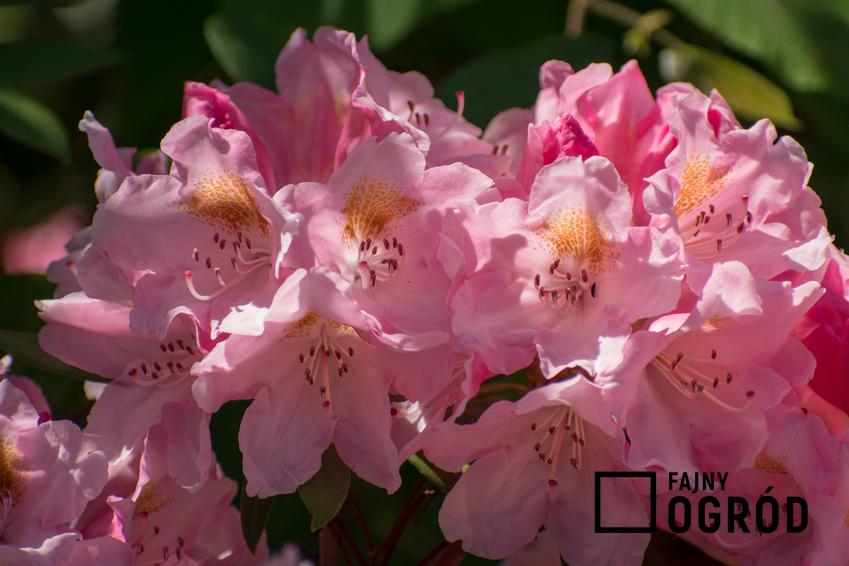 Różanecznik olbrzymi w czasie kwitnienia w ogrodzie oraz odmiany wysokie rododendronów