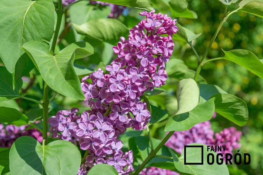 Lilak pospolity lub zwyczajny w czasie kwitnienia, czyli bez ogrodowy oraz jego uprawa i pielęgnacja