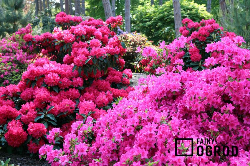 Rododendron różowy w czasie kwitnienia w ogrodzie, a także ceny rododendronów
