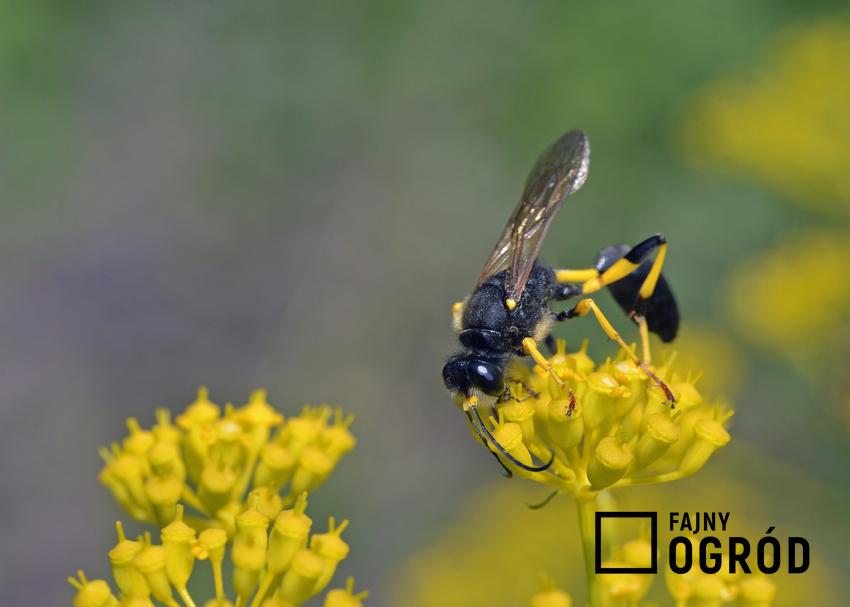 Gliniarz naścienny siedzący na żółtym kwiatku, czyli owad podobny do osy