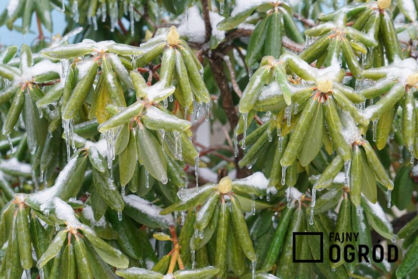Rododendron oszroniony zimą, czyli rododendron na zimę i jego pielęgnacja