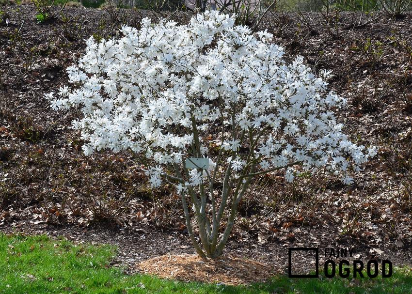 Drzewo magnolia w czasie kwitnienia w ogrodzie, a także uprawa i pielęgnacja