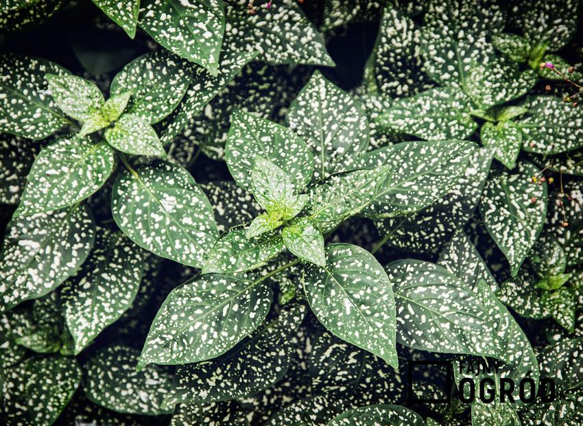 Zielone nakrapiane liście niepośpianu, a także uprawa i pielęgnacja hypoestes phyllostachya w ogrodzie