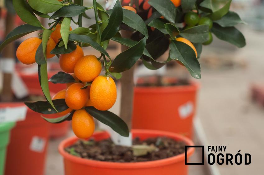 Drzewko pomarańczowe w doniczkach, a także drzewko pomarańczy w uprawe w domu