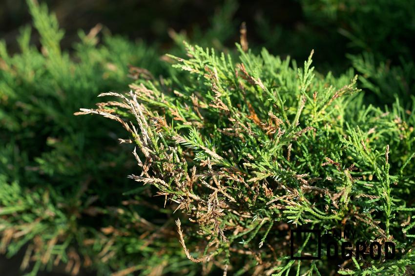 Porażony iglak, a także częste choroby drzew liściastych i choroby drzew iglastych