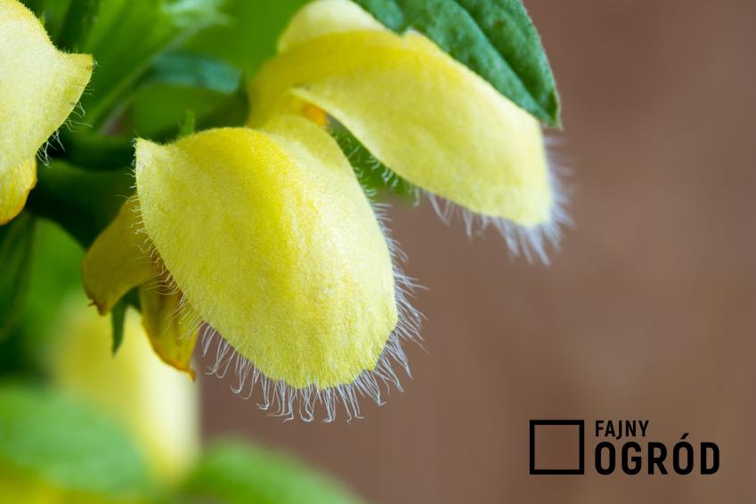 Gajowiec żółty, jasnota gajowiec i zbliżenie na kwiat, a także właściwości lecznicze i zastosowanie