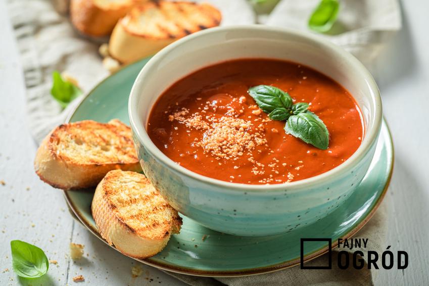 Zupa krem z pomidorów w misce z grzankami, a także zupa krem pomidorowy i przepisy