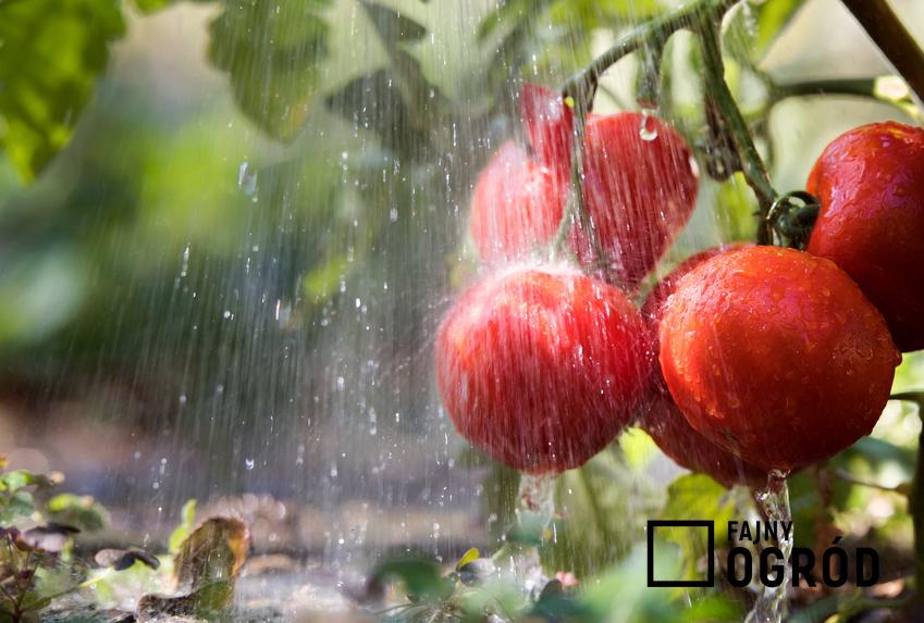 Pomidory polewane wodą, czyli podlewanie pomidorów i jak często podlewać pomidory