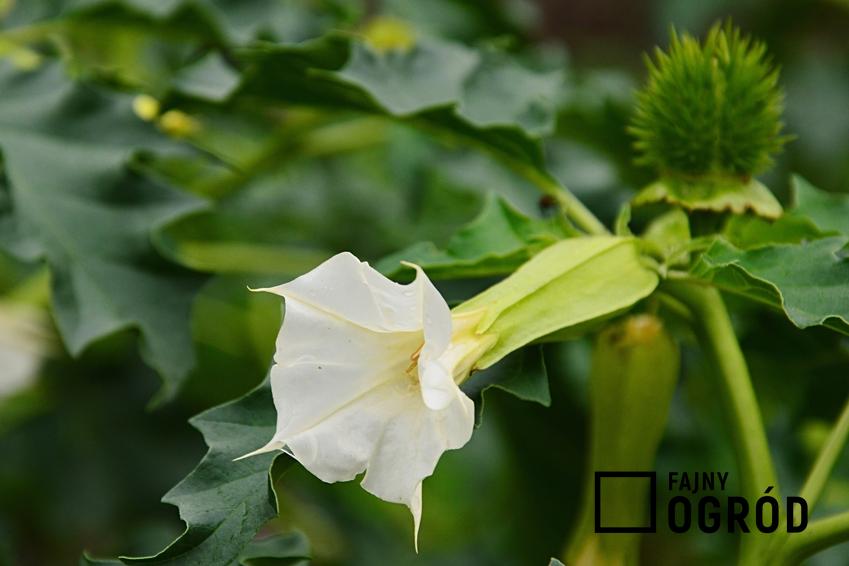 Datura i zbliżenie na jej kwiat, a także jego uprawa na balkonie czy tarasie