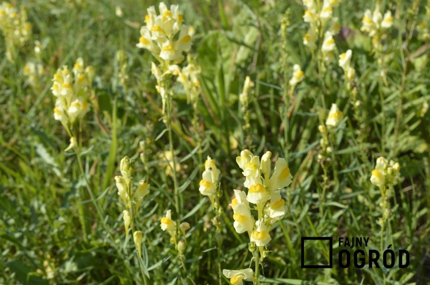 Lnica pospolita, Linaria vulgaris w czasie kwitnienia, a także jej właściwości lecznicze