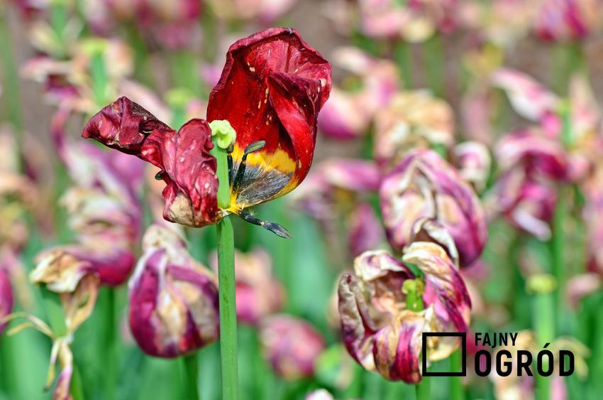 Tulipany po przekwitnięciu w ogrodzie, czyli kiedy wykopać cebulki tulipanów po przekwitnięciu