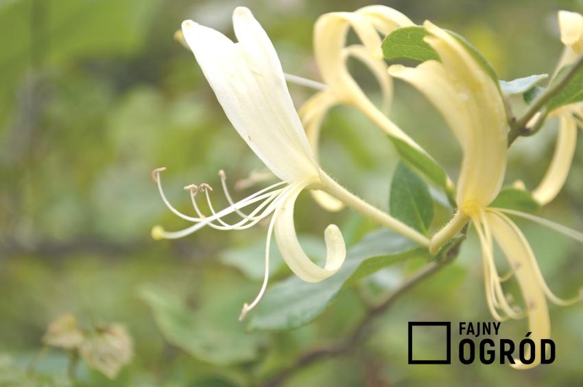 Krzew wiciokrzew japoński, Lonicera japonica i zbliżenie na kwiat oraz zastosowanie