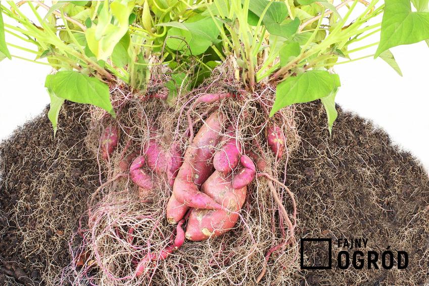 Roślina wilec ziemniaczany, Ipomoea batatas i zbliżenie na bulwę, a także jego sadzenie i uprawa