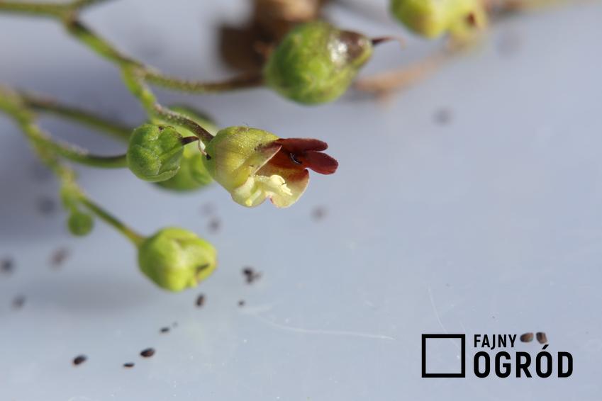 Roślina trędownik bulwiasty, Scrophularia nodosa na białym tle, a także właściwości lecznicze i zastosowanie