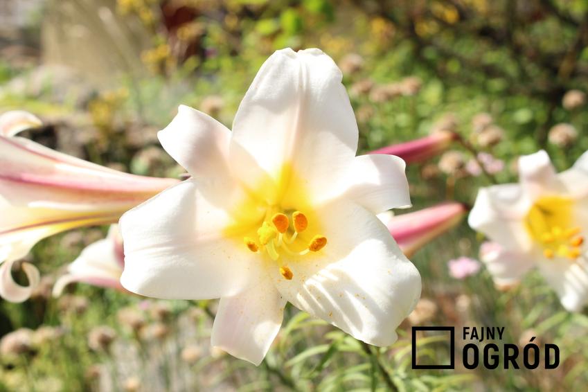 Roślina lilia królewska, Lilium regale i zbliżenie na jej kwiat, a także sadzenie, pielęgnacja i cena