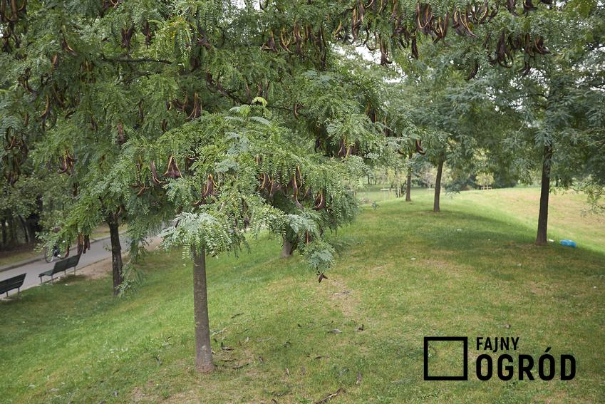 Drzewo iglicznia, Gleditsia triacanthos, glediczja trójcierniowa w ogrodzie, a także porady i uprawa