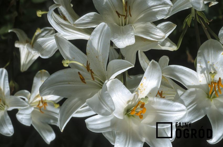 Kwitnąca biała lilia długokwiatowa i zbliżenie na kwiaty, a także jej uprawa i pielęgnacja
