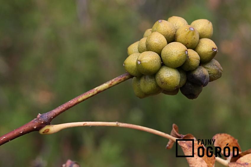 Drzewo korkowiec amurski, Phellodendron amurense i zbliżenie na owoce oraz uprawa i pielęgnacja