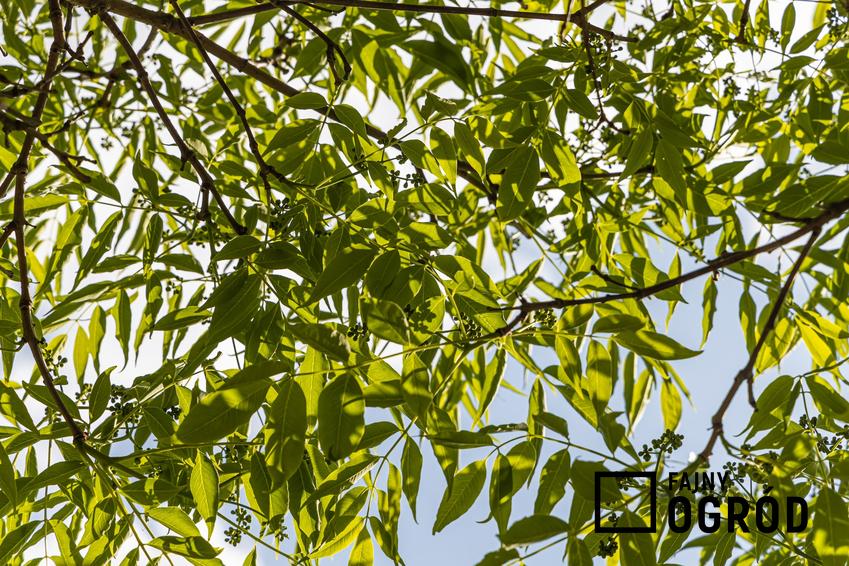 Drzewo korkowiec amurski, Phellodendron amurense na tle nieba, a także uprawa i sadzenie