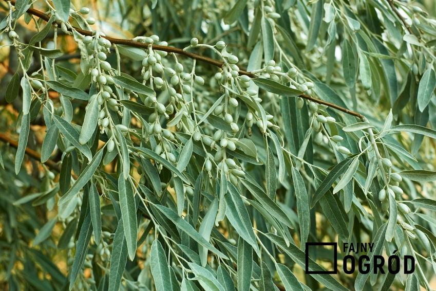 Drzewo oliwnik wąskolistny, Elaeagnus angustifoliana tle nieba, a także uprawa i sadzenie