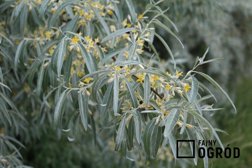 Drzewo oliwnik wąskolistny, Elaeagnus angustifolia i zbliżenie na owoce oraz uprawa i pielęgnacja