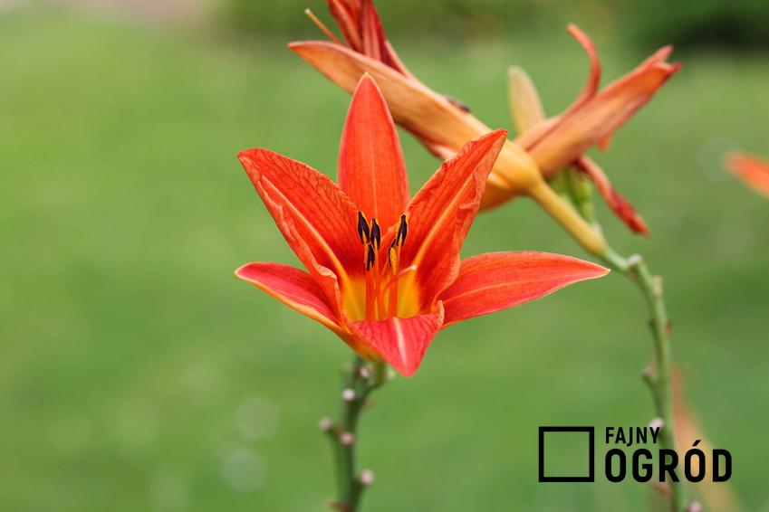 Uprawa kwiatu liliowiec rdzawy Hemerocallis fulva krok po korku - sadzenie cebulki, podlewanie, zimowanie i pielęgnacja.