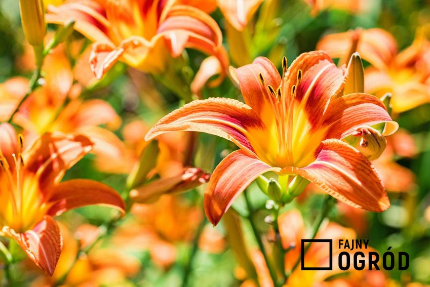 Kwiat liliowiec rdzawy ( łac. Hemerocallis fulva) - jak pielęgnować? Opis uprawy, występowanie i odpowiednie stanowisko.