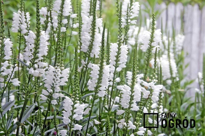 Odętka wirginijska - Physostegia virginiana o wzniesionych łodygach i białych kwiatach w ogrodzie pięknie się prezentuje zwłaszcza na niewielkich rabatach.