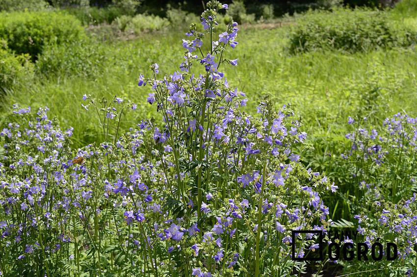 Wielosił błękitny Polemonium caeruleum w ogrodzie na tle trawy, a także pielęgnacja, zastosowanie, wymagania i uprawa w ogrodzie krok po kroku