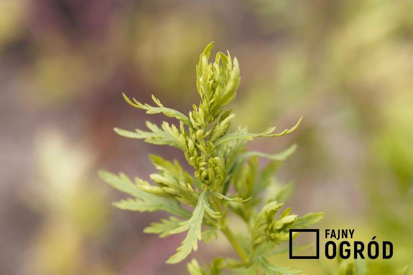 Bylica roczna Artemisia annua w ogrodzie i jej wierzchotki, a także właściwości zdrowotne, wykrozystanie lecznicze, zastosowanie