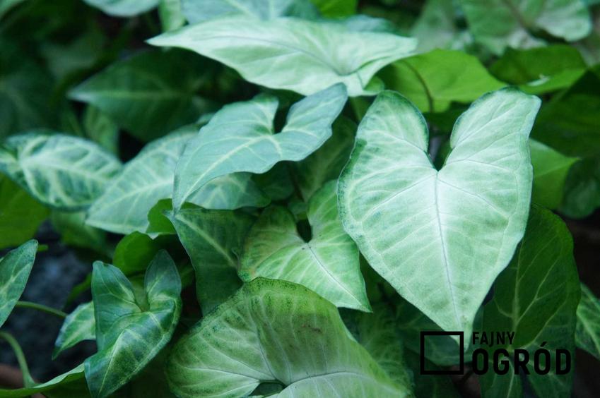 Syngonium zroślicha o zilonych liściach w doniczce, a także wymagania rośliny, pielęgnacja krok po kroku oraz opis