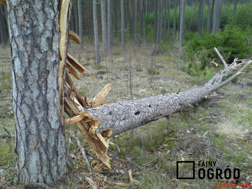 Las i drzewa jesienią, a także informacje o losach i stanie drzew w Polsce