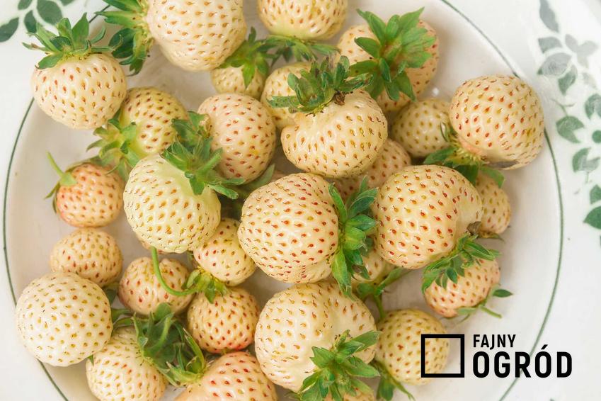 Pineberry, czyli białe truskawki na głębokim talerzu, a także porady uprawy w ogrodzie, pielęgnacja, sadzenie i zastosowanie