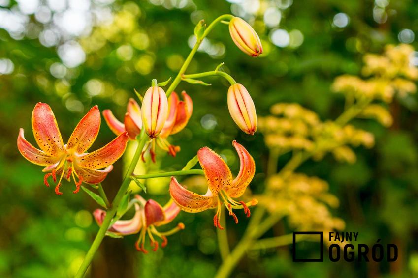 Lilia złotogłów w ogrodzie, a także 12 wyjątkowych kwiatów ogrodowych, bylin i roślin wieloletnich idealnych do ogrodu