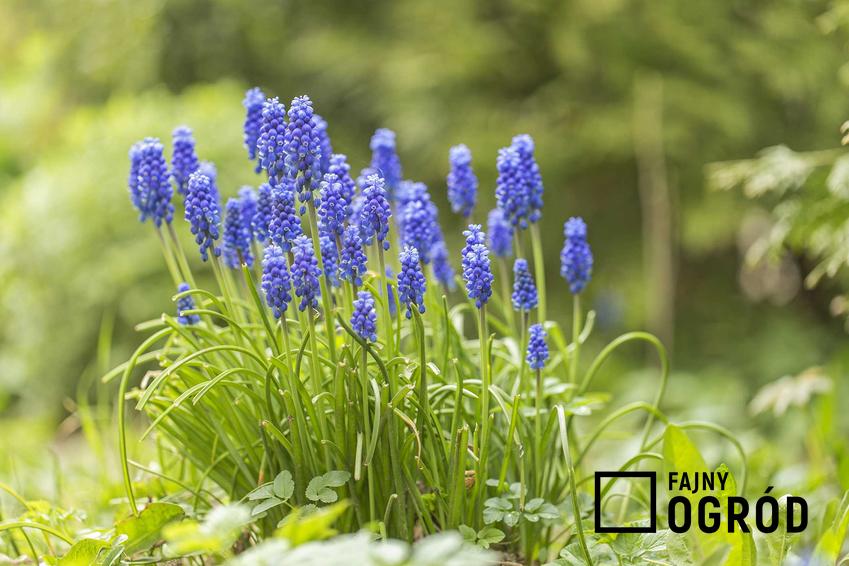 Kępa szafirków o niebieskich kwiatach i delikatnych pędach, a także 12 wyjątkowych kwiatów ogrodowych wieloletnich oraz bylin kwitnących