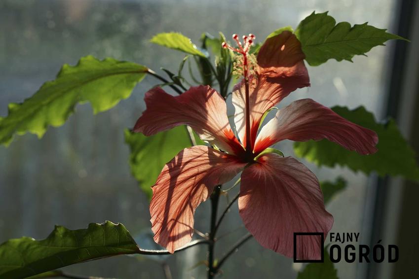 Hibiscus Rosa Sinensis o różowych kwiatach, a także najlepsze rośliny do uprawy doniczkowej w domu