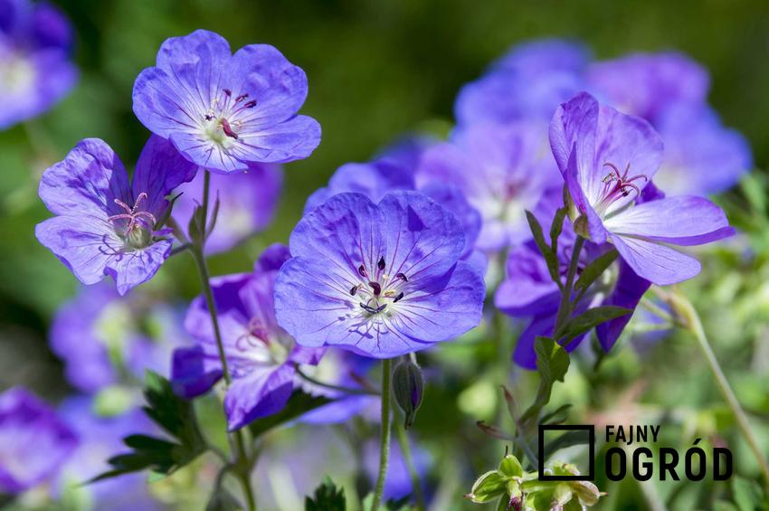 Bodziszek łąkowy o intensywnie niebieskich kwiatach, a także TOP 8 roślin wieloletnich na działkę