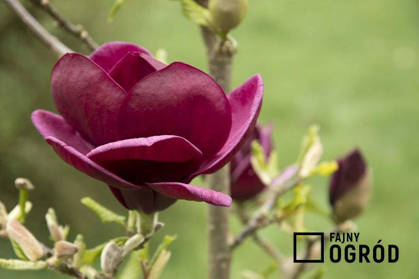 Magnolia 'Genie' o ciemnofioletowych kwiatach krok po kroku, a także opis odmiany, sadzenie, rozmnażanie, uprawa i pielęgnacja w ogrodzie